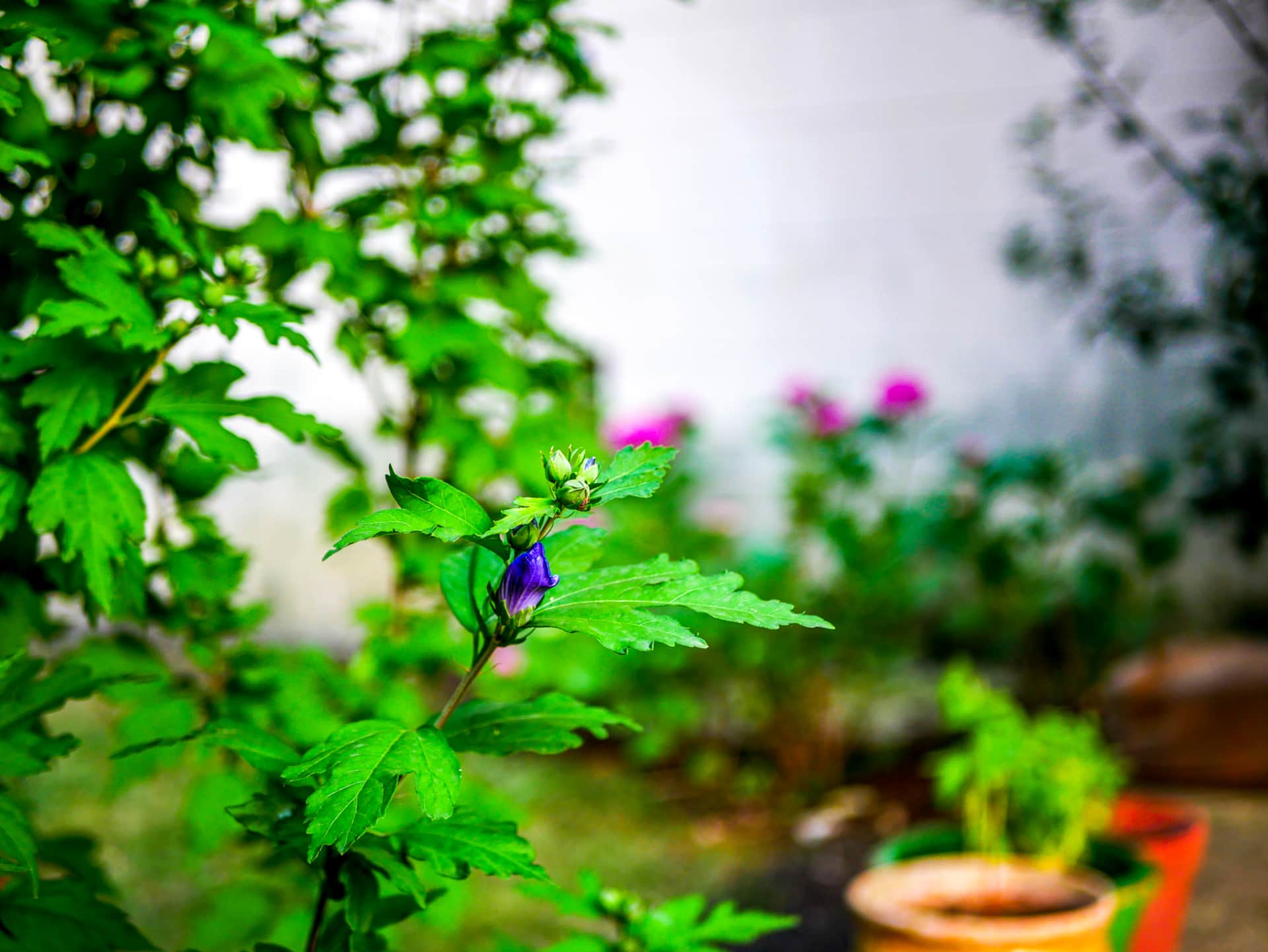Fleur dans le jardin de Stay & Cook