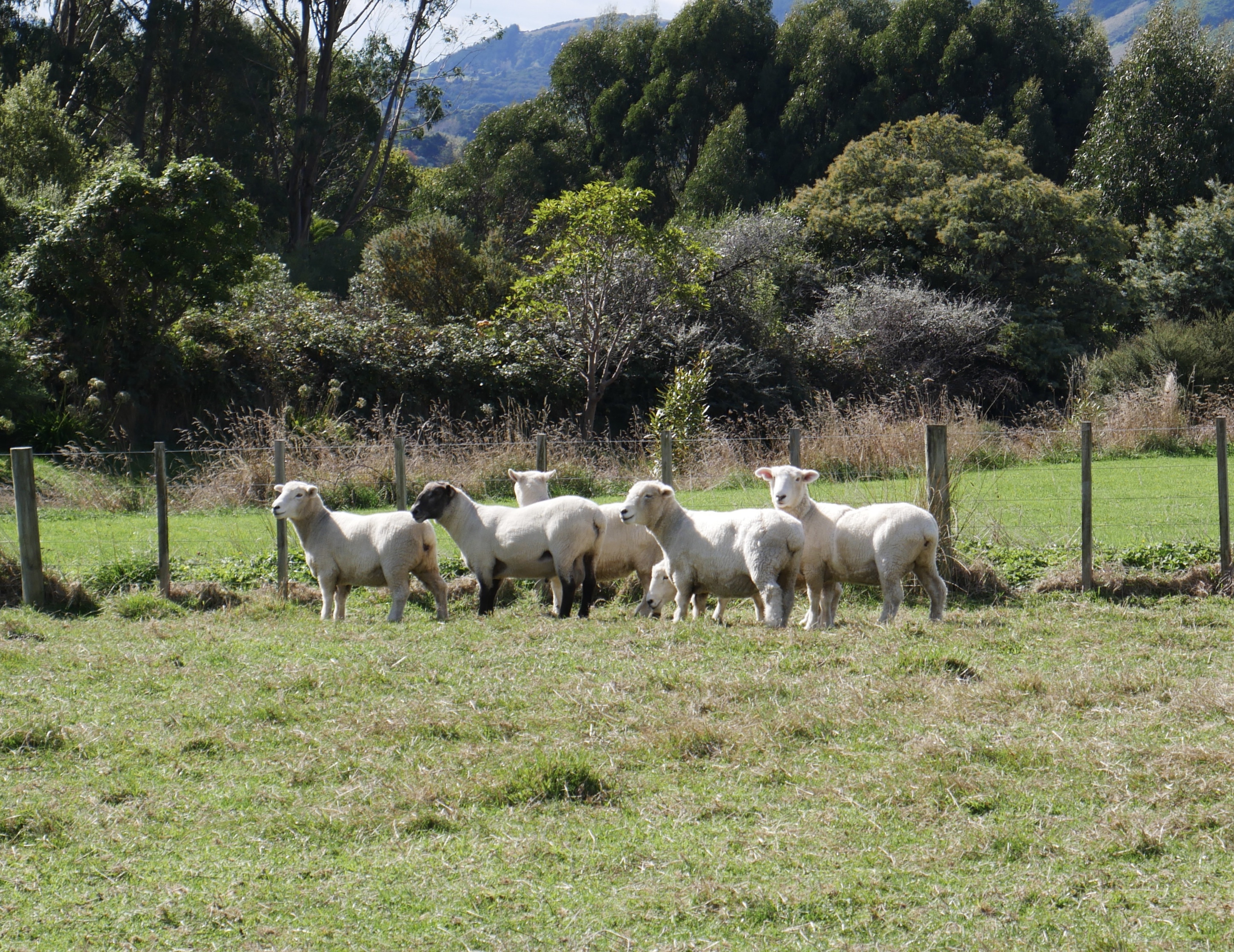 Aston Road Villas 6 sheep in the lower paddock