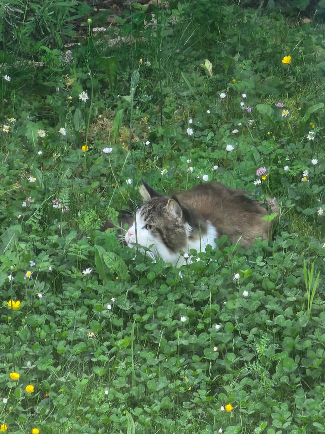 Kater Gismo