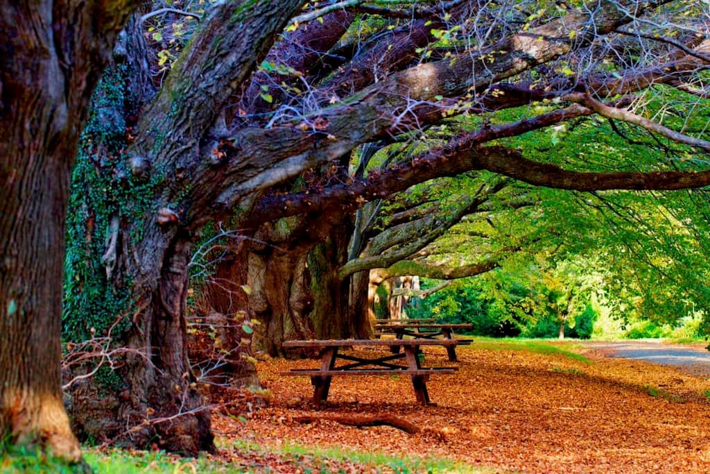 The Avenue, Mount Wilson