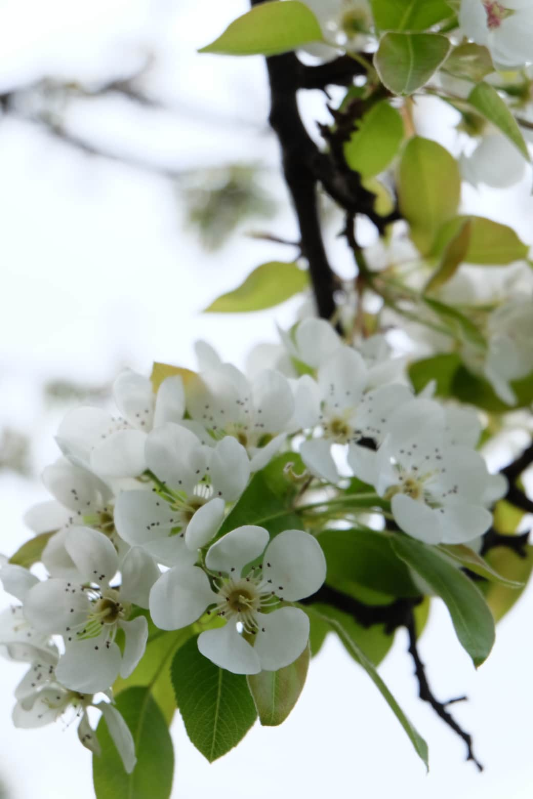 Blossoms in Garden