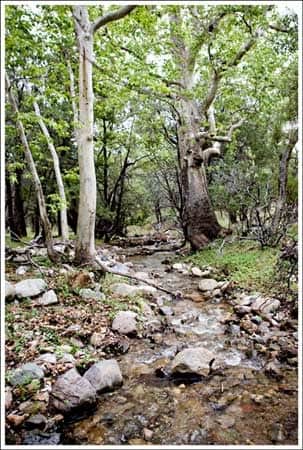 Ramsey Canyon Creek.