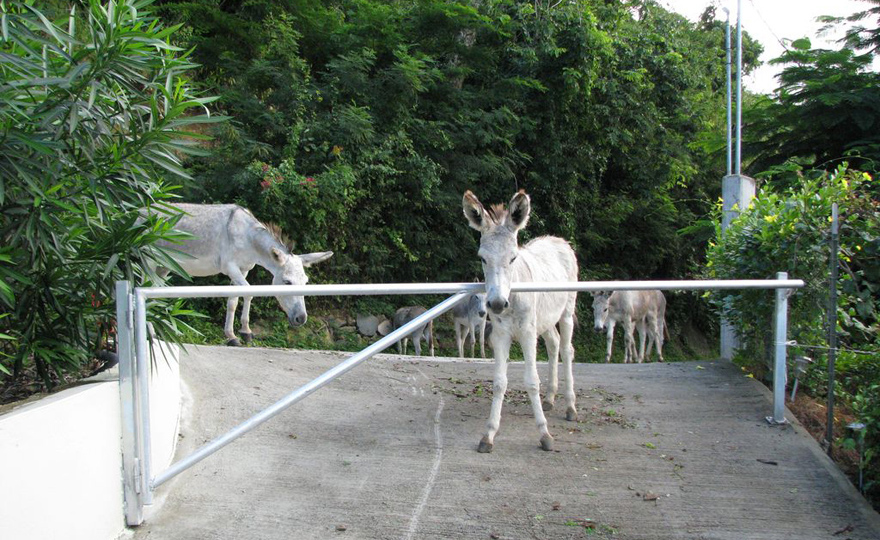 The islands donkeys dropping by for a visit. 