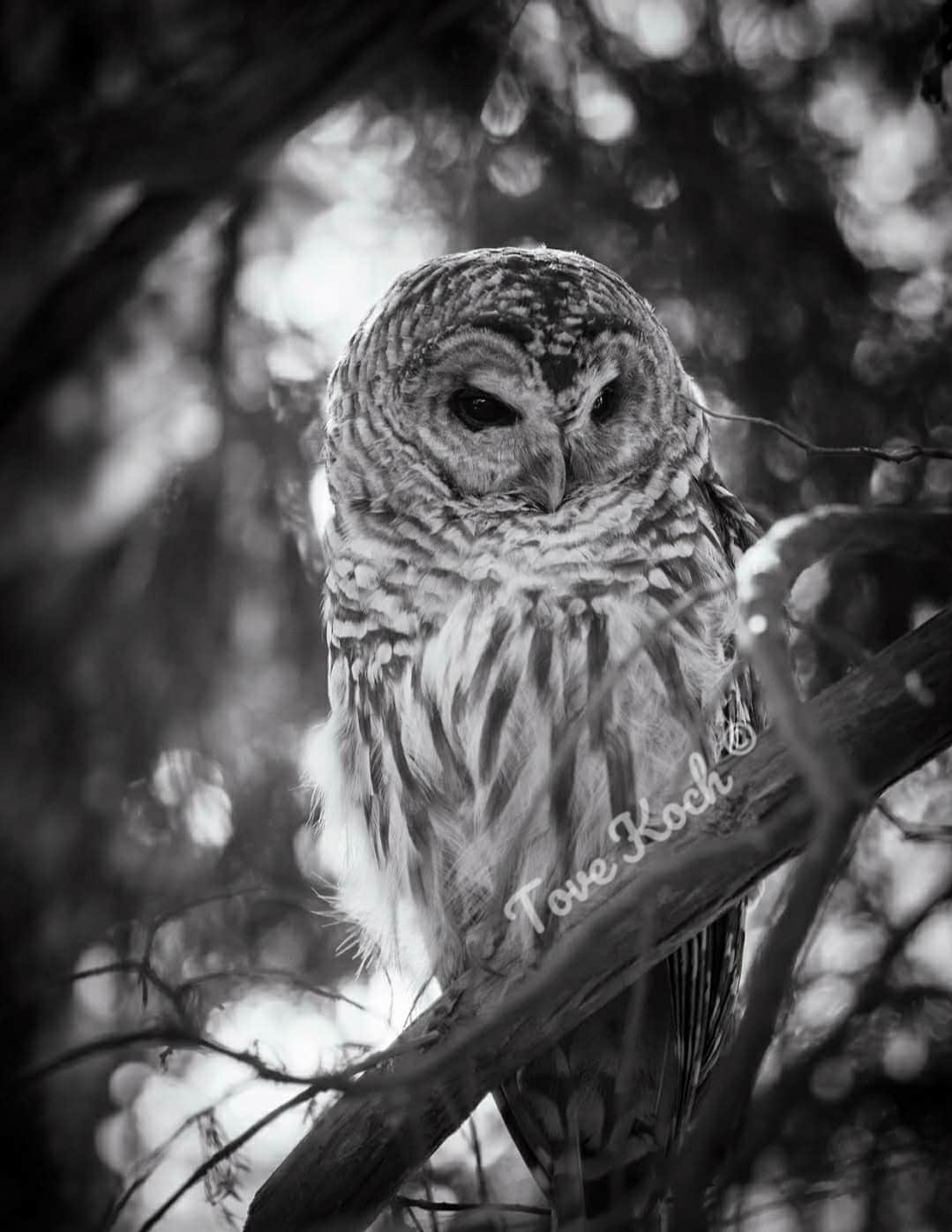 "Owl Portrait II"