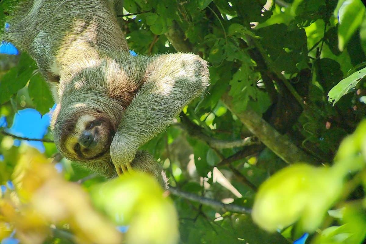 Sloth viewing at Villa Sueño