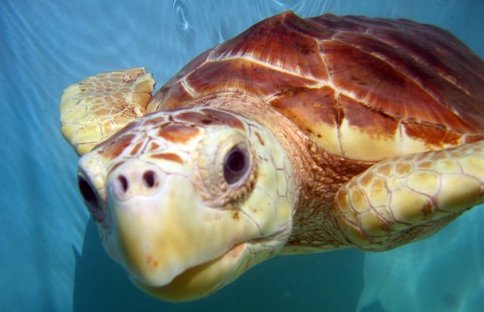 Learn about endangered turtles at the Sea Turtle Hospital
