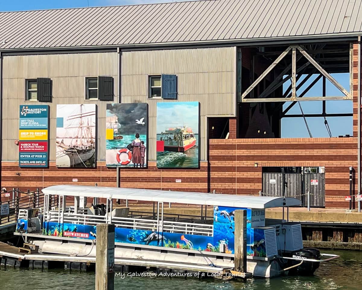 Dolphin watching tour in Galveston Harbor
