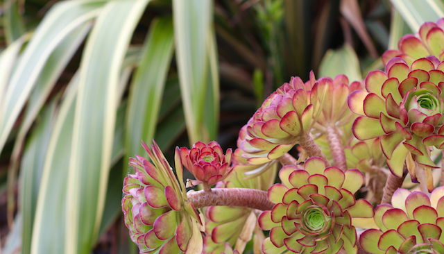 Robe, South Australia