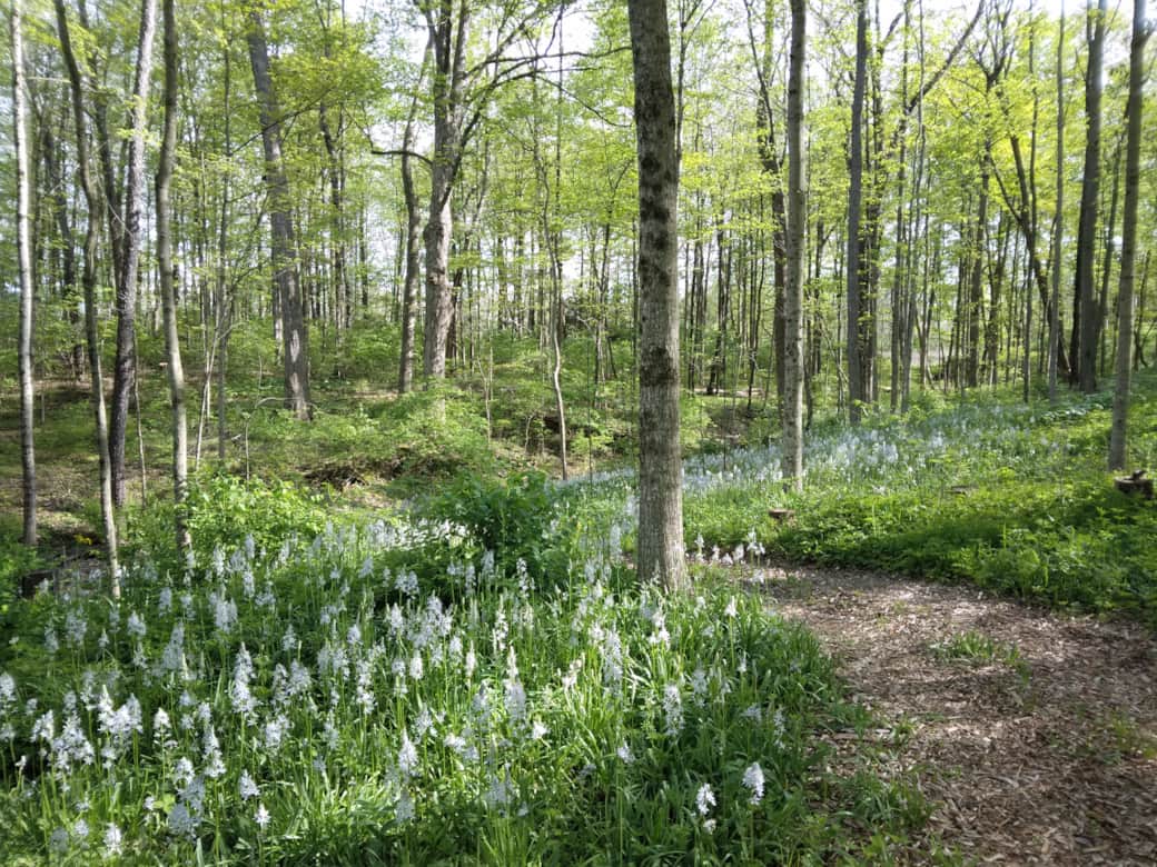 Two acres of forest with mulched walking trails Two acres of forest with mulched walking trails