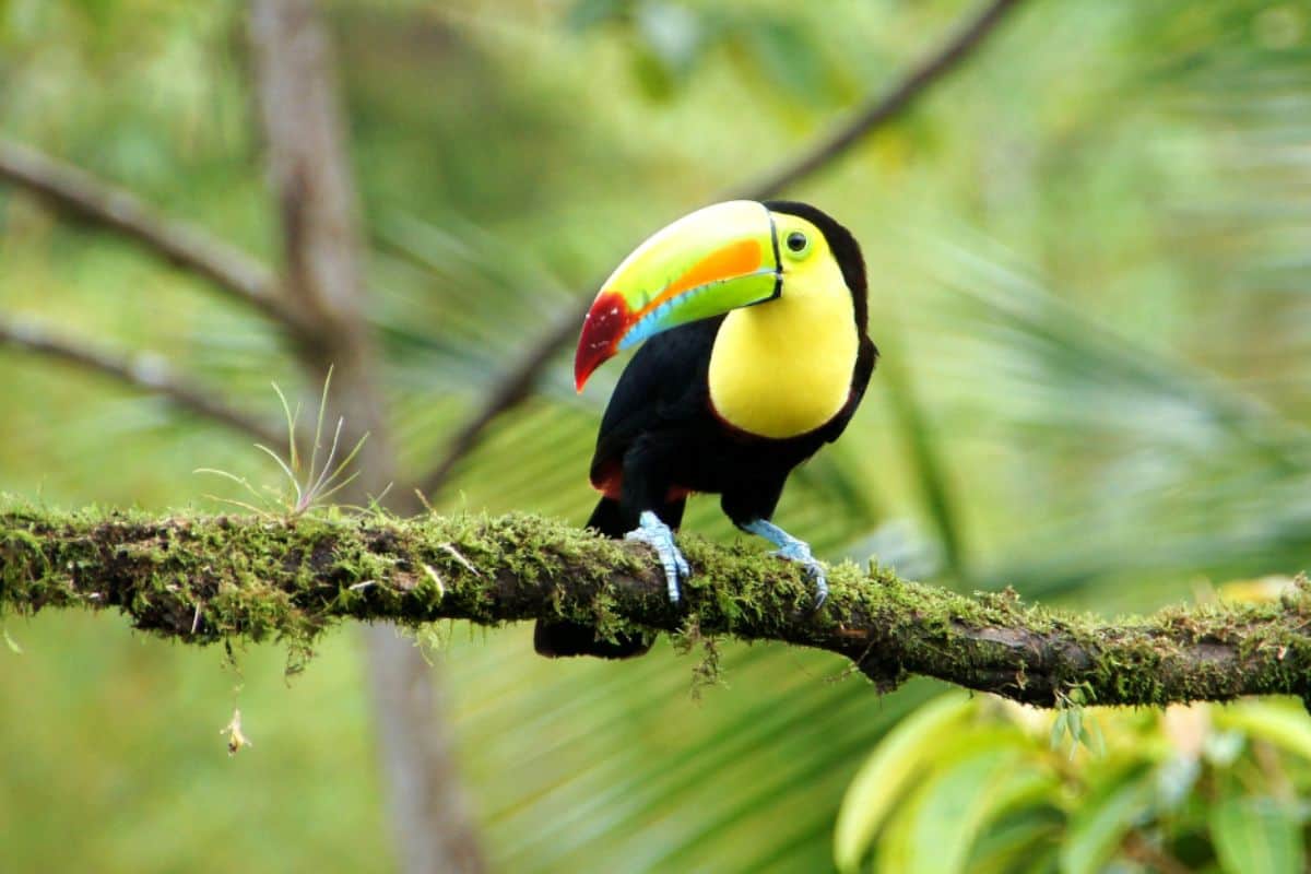 Toucan at Villa Sueño.jpg