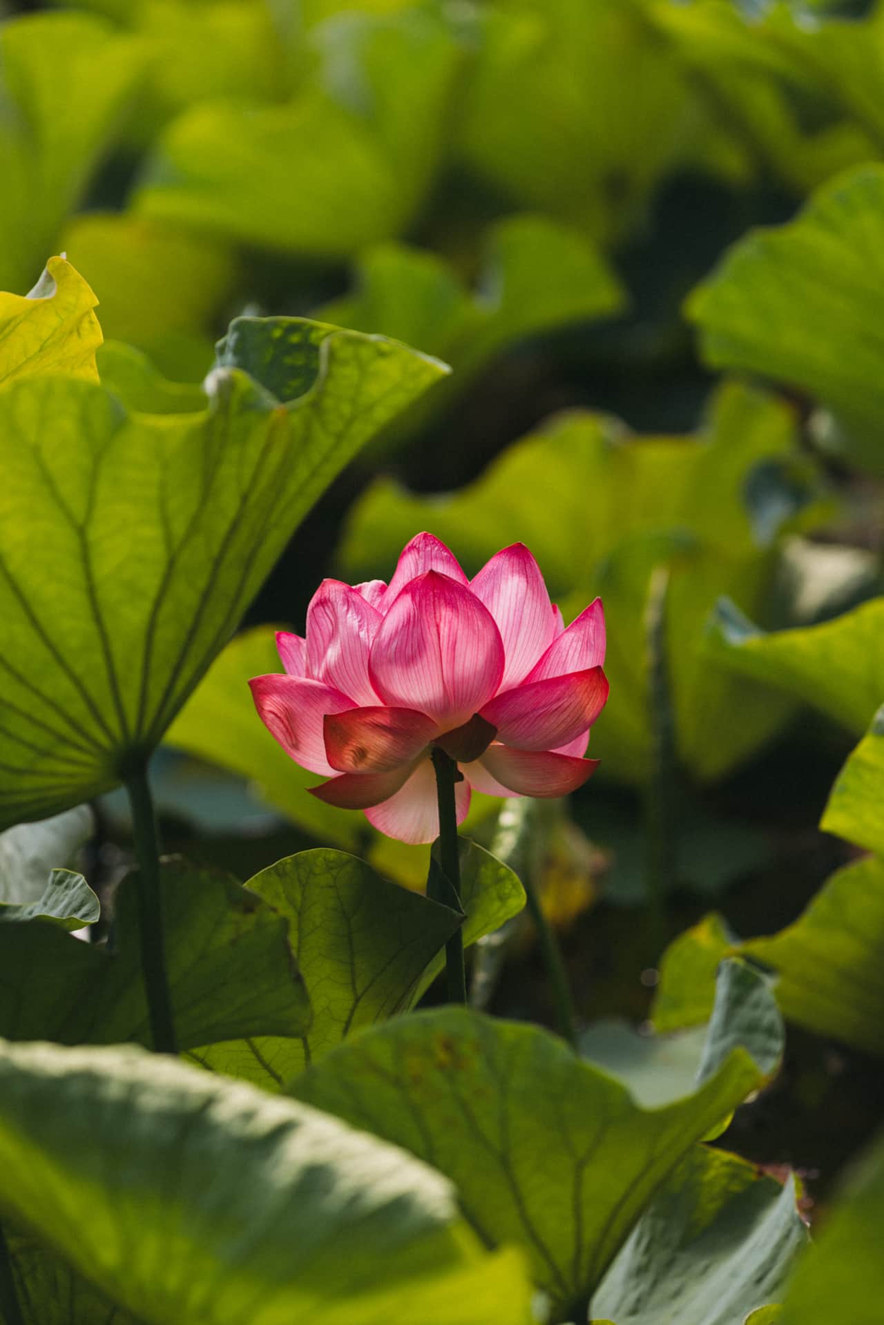The lotus flower from October through to early April