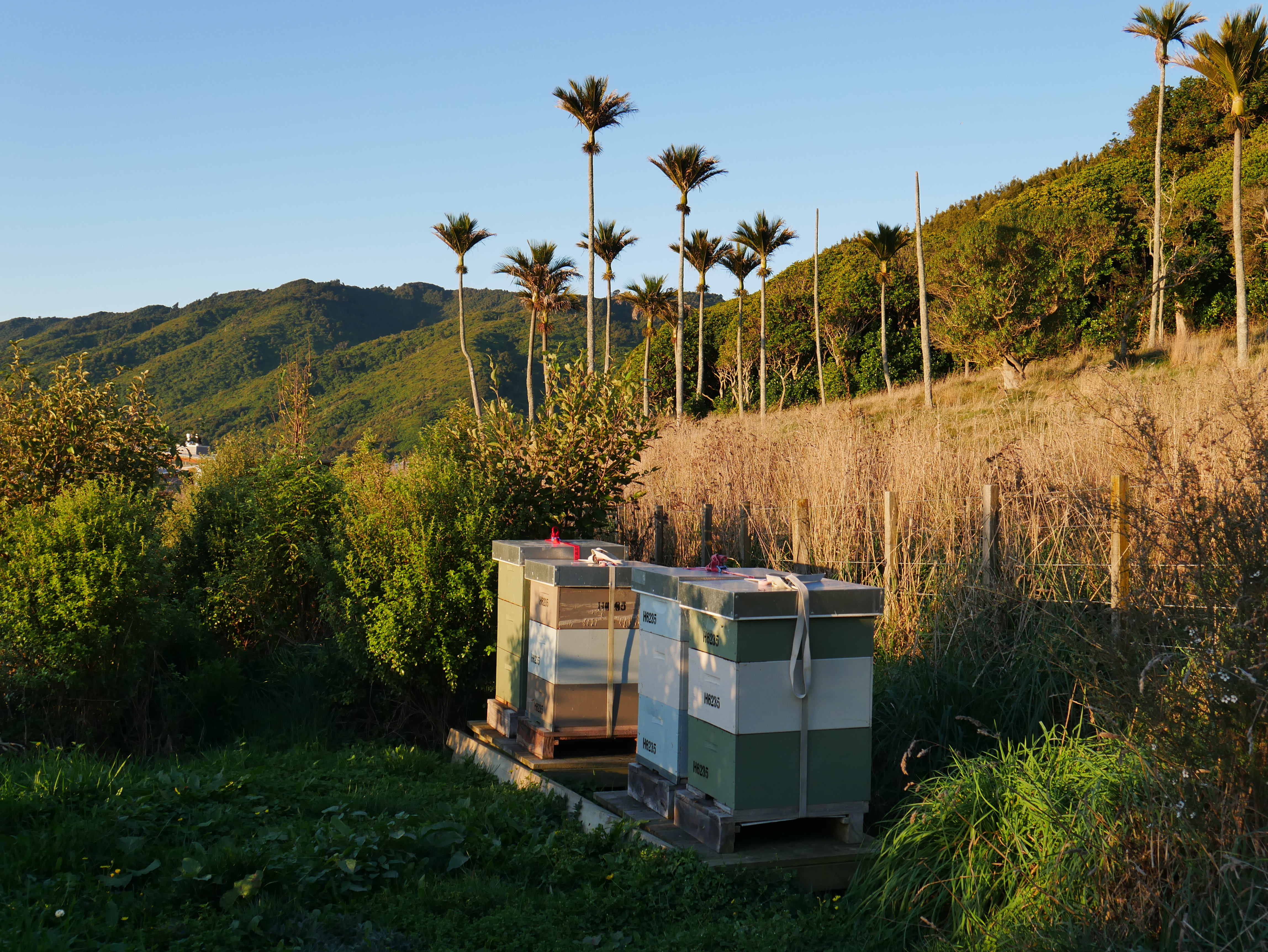 Beehives for local honey production