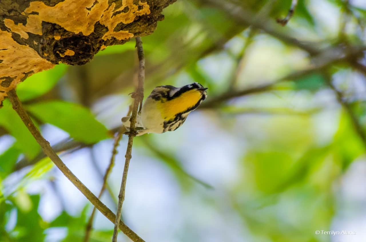 Terrilyn Alaniz_Yellow-throated Warbler