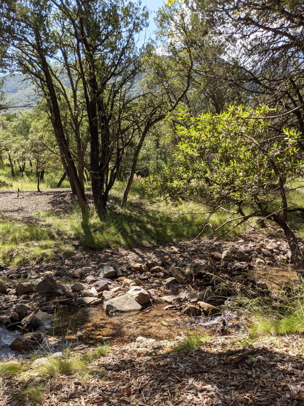 Ramsey Canyon Creek flowing through the property.  The water brings in all kinds of wildlife including whitetail deer, javelina, racoons, skunks and coatimundi to name a few.