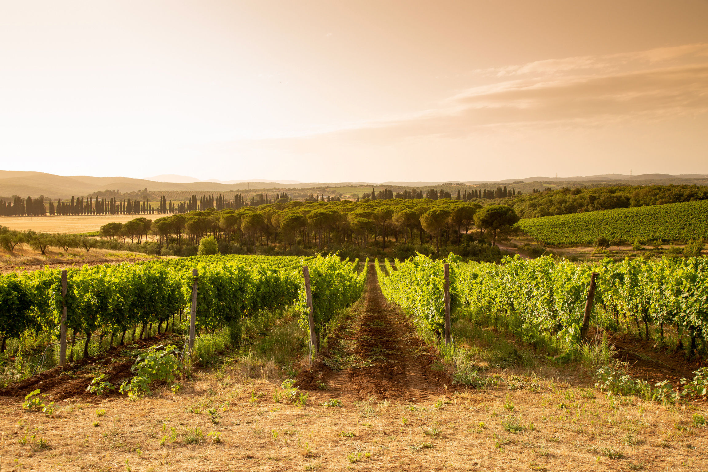 Wine Estates