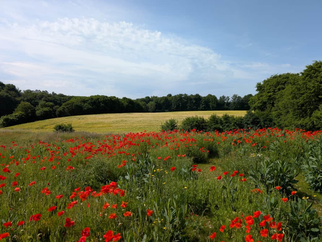 Extérieur-Coquelicots 2
