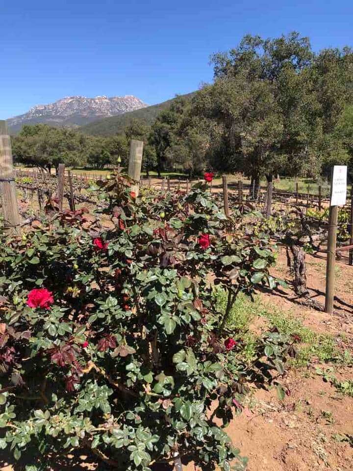 The rosebushes by the vines