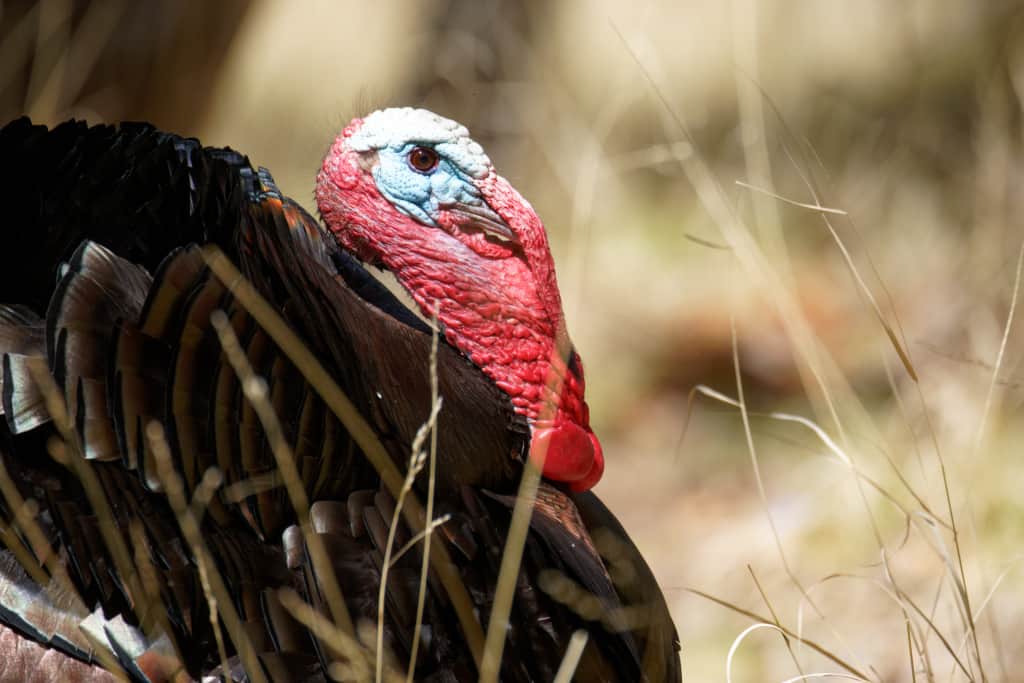 Goulds Turkeys live on the property and roost every night in the Sycamore trees near the Cowboy Cabin.