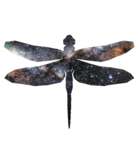 Dragonfly Valley