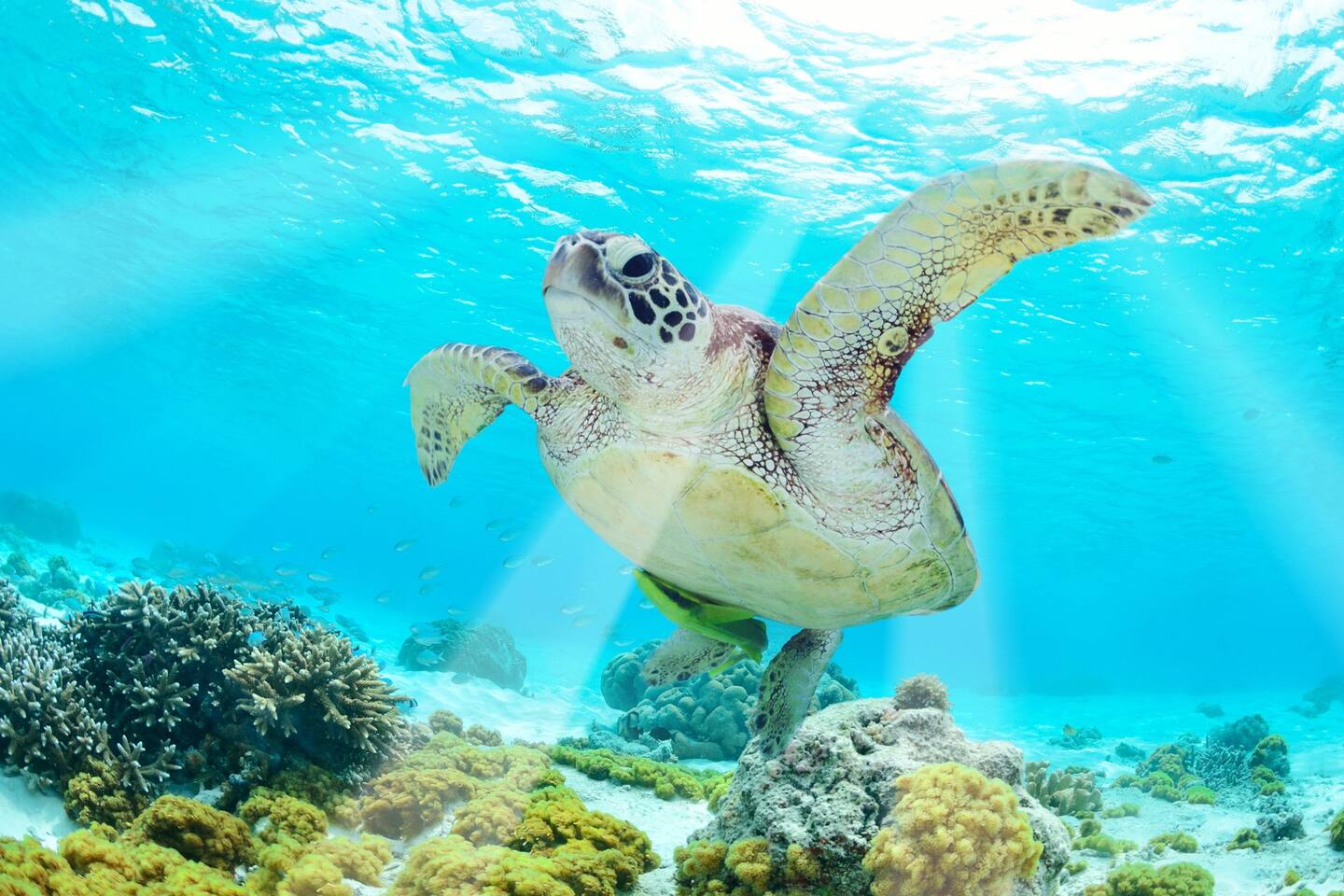 ¡Emprende una aventura inolvidable a solo unos minutos! Explora los increíbles sitios de snorkel de Tulum y crea recuerdos para toda la vida. Tu encuentro con las maravillas de la naturaleza te espera.