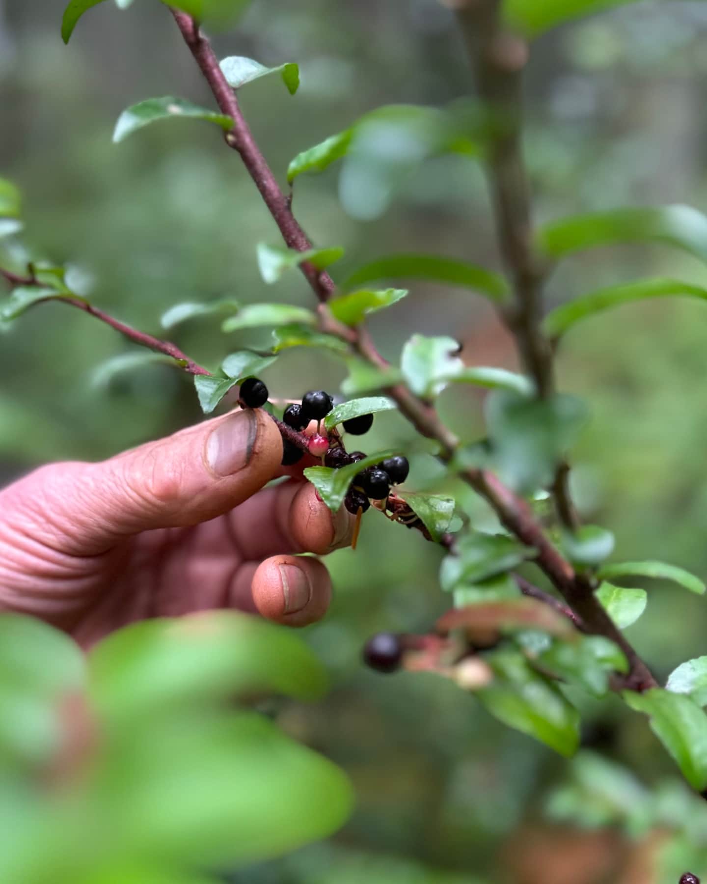 Wild Huckleberries