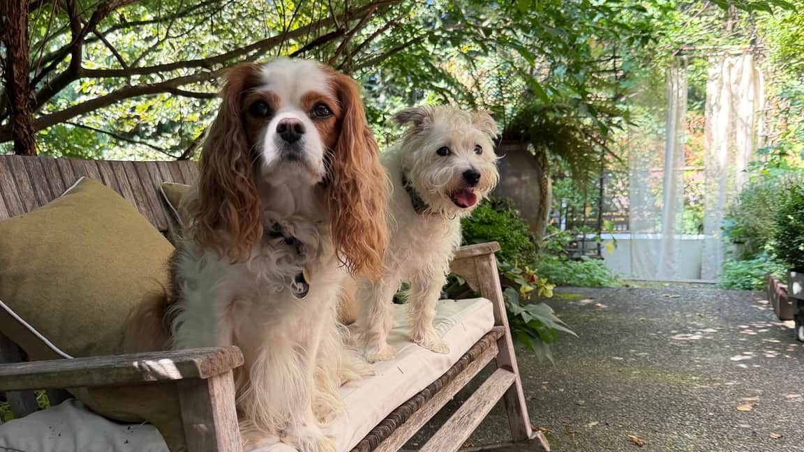 Dogs are always welcome. Dogs are always welcome.