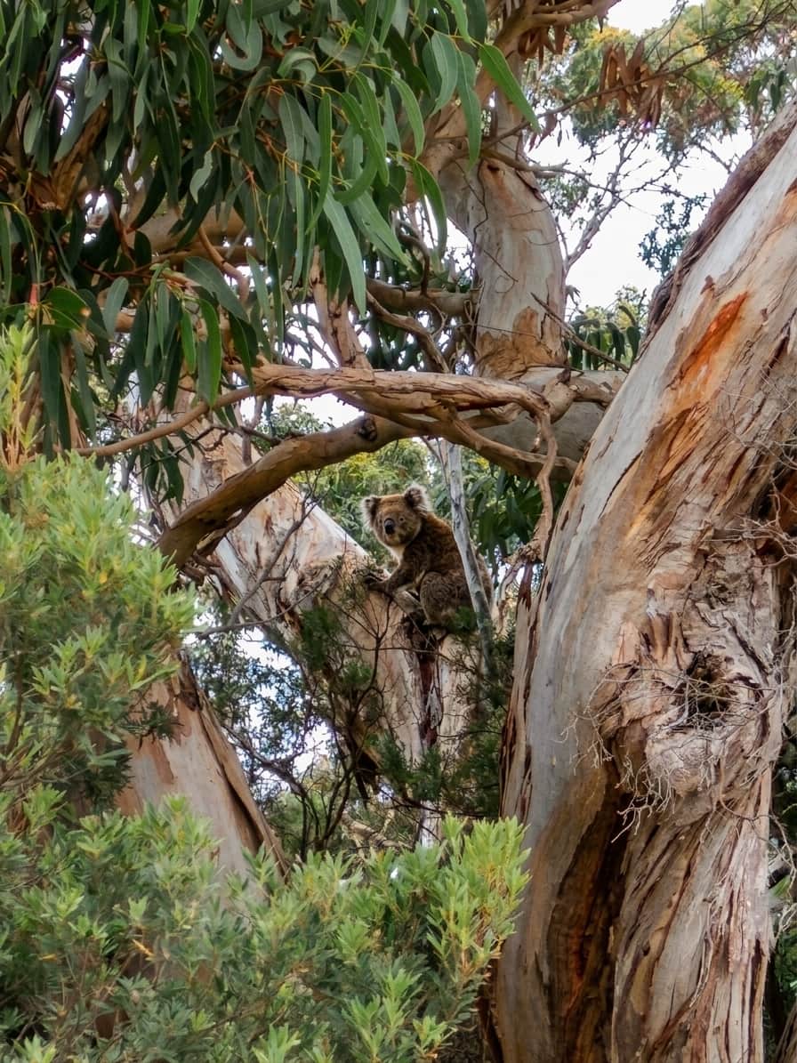 Koala in the trees in front of the house