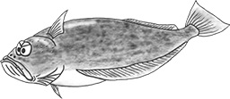 Halibut illustration