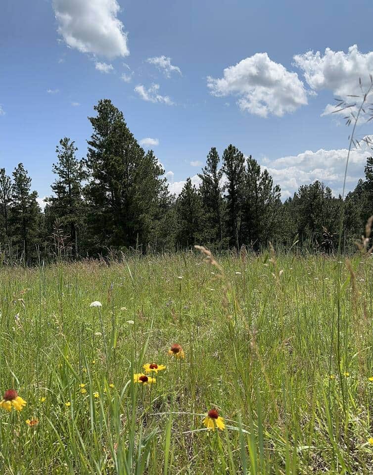 Backyard wild flowers in the spring and summer 
