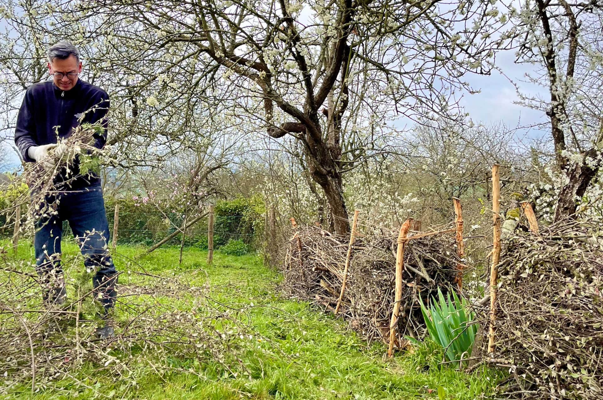 Minh construit une haie sèche entre les fruitier dans notre potager