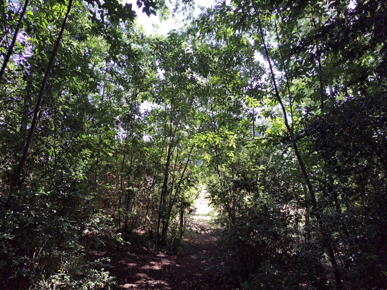 Bosque y naturaleza