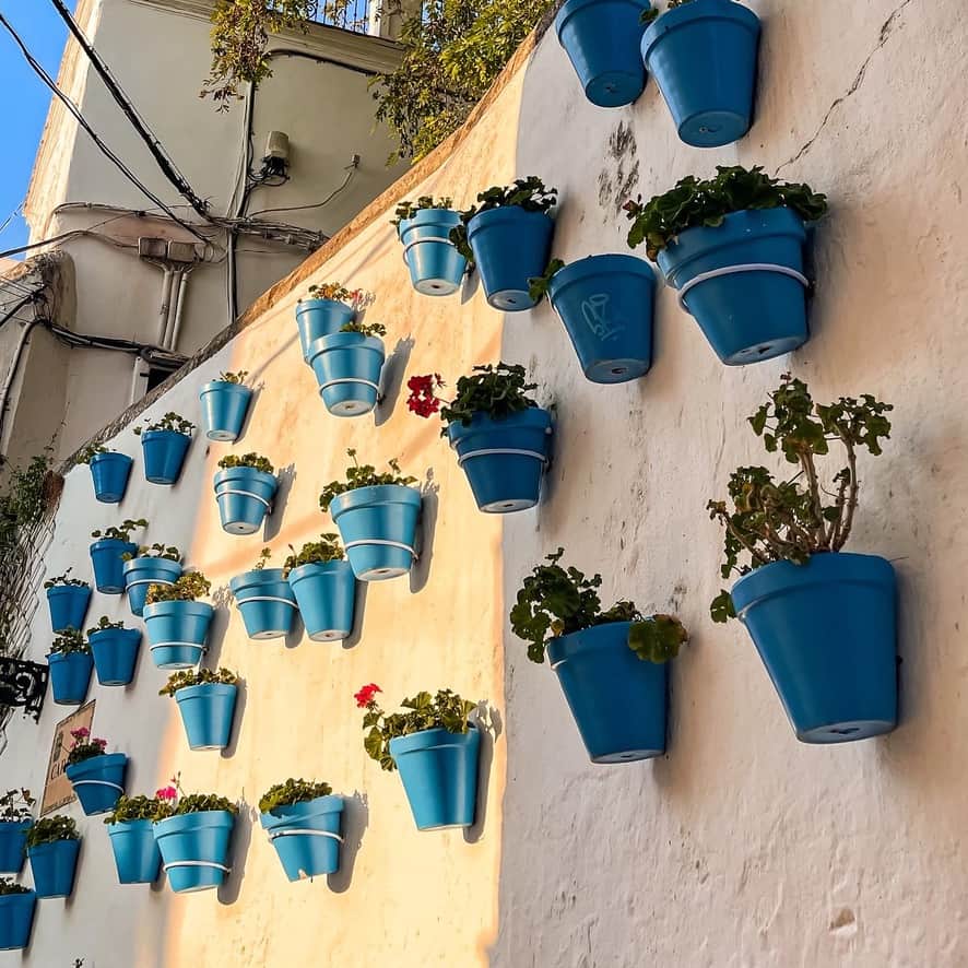 Marbella With Your Furry Friend