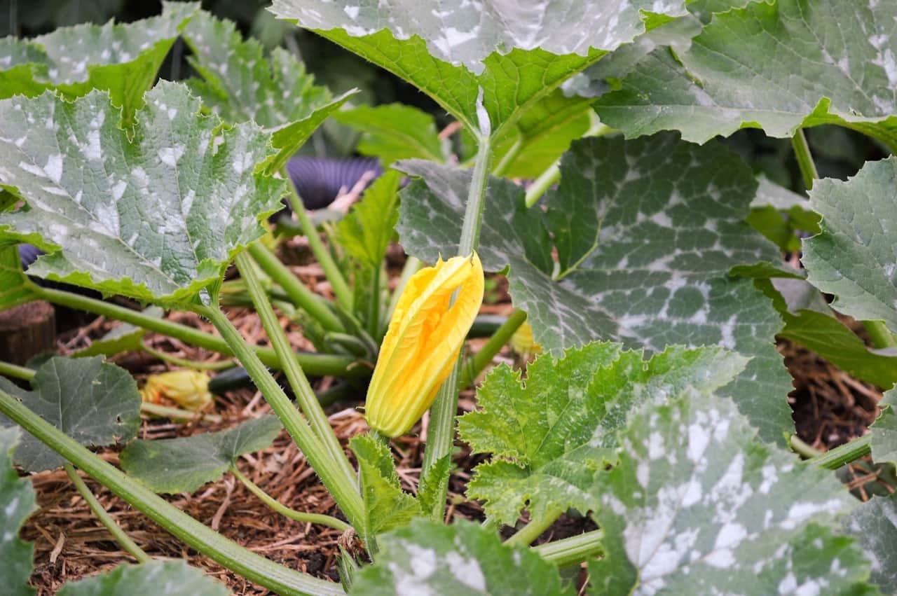 Zucchinis flowering