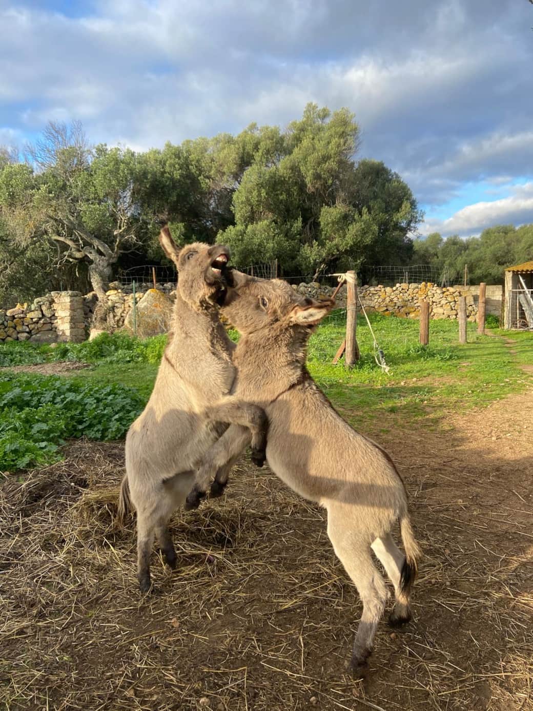 Fischio e Fischietto