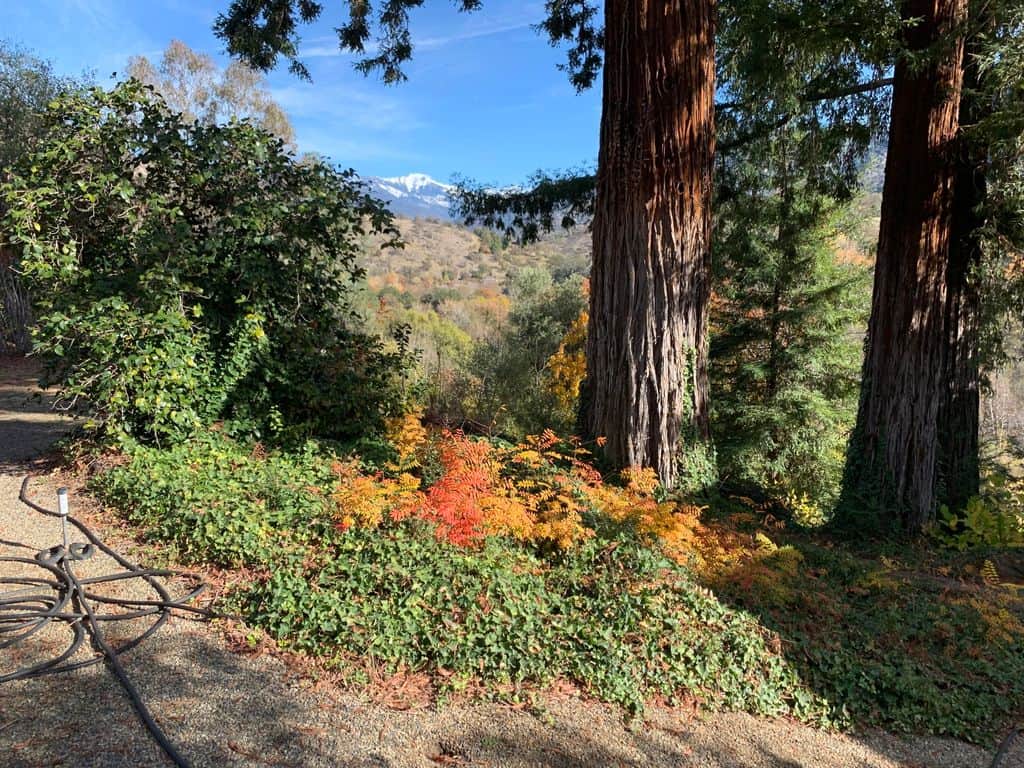 Beautiful Trees and flowers all around.