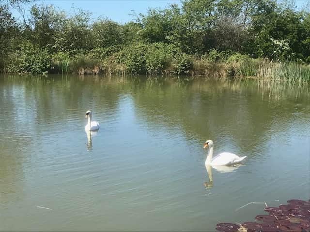 Swans