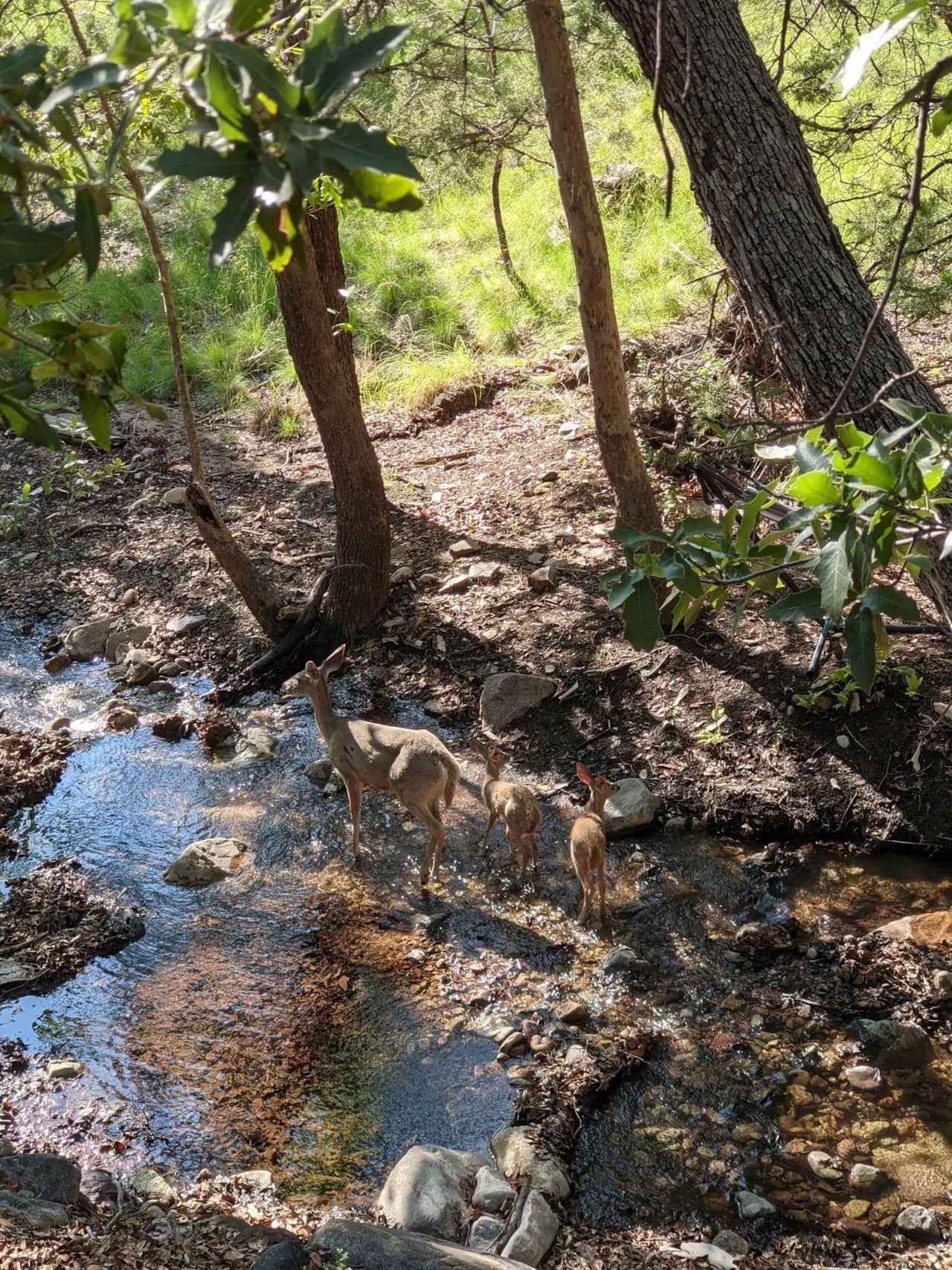 Ramsey Canyon Creek with Coues Whitetail deer having a drink.