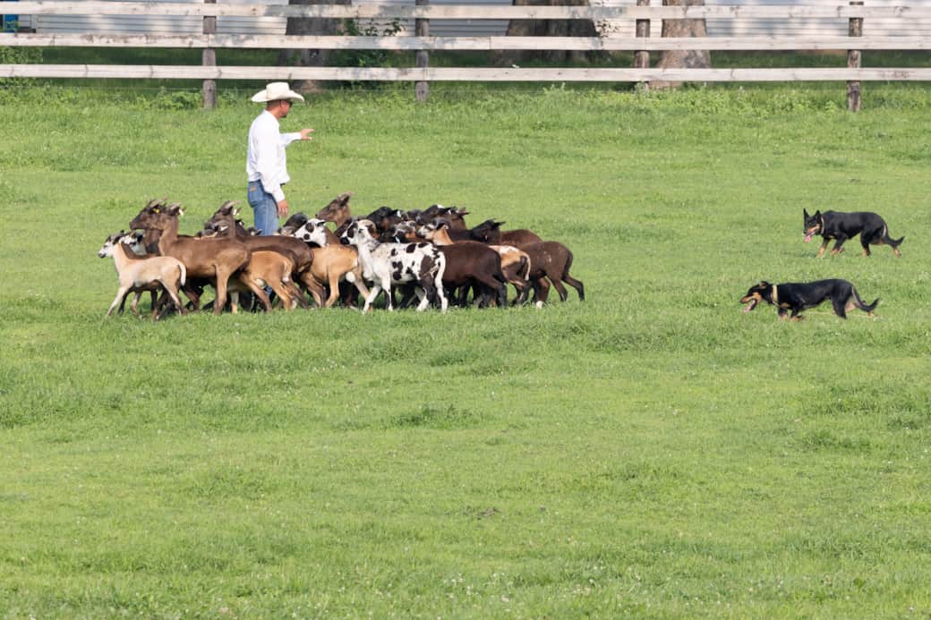 DG Sheep & 2 Dogs East Pasture DG Sheep & 2 Dogs East Pasture