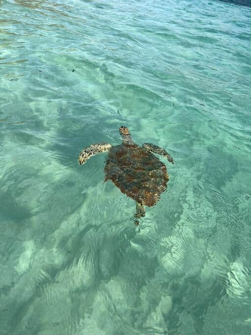 Swim with sea turtles below our Villa!