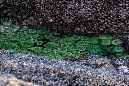 Out front of the Retreat - Marine Life