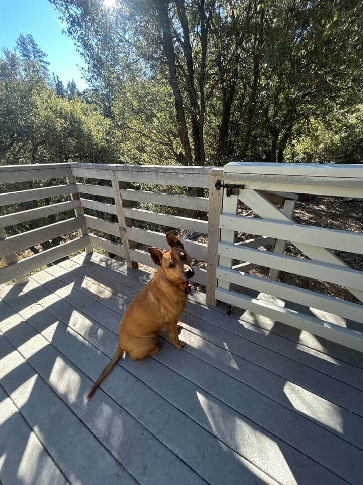 “This place is great! Ruff!!” “This place is great! Ruff!!”