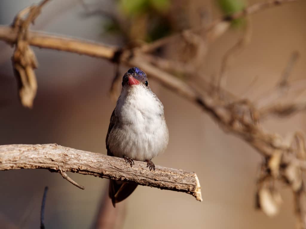 Violet Crowned Hummingbird