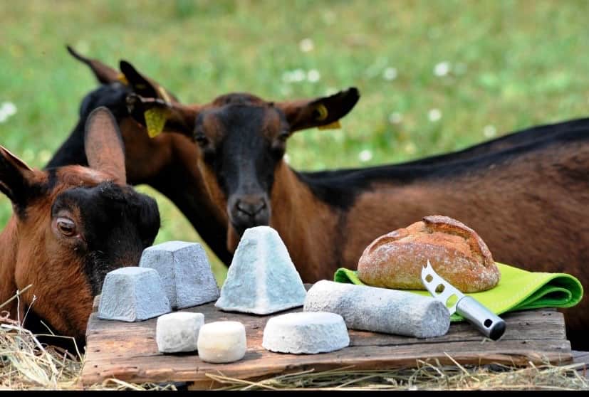 Cheese Farm 
