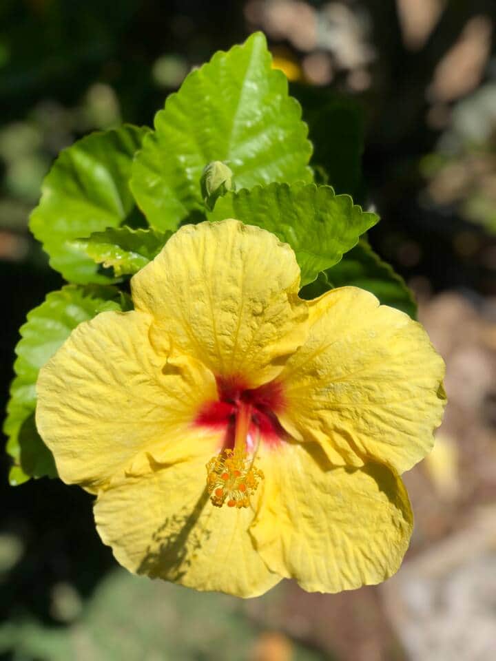 Tropical beauties around the property
