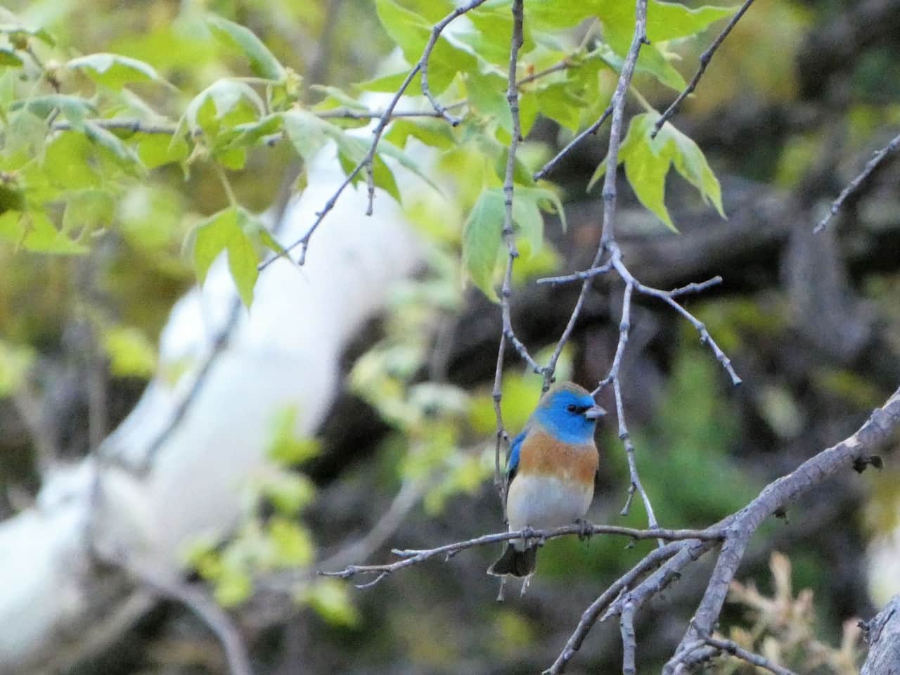 Lazuli Bunting