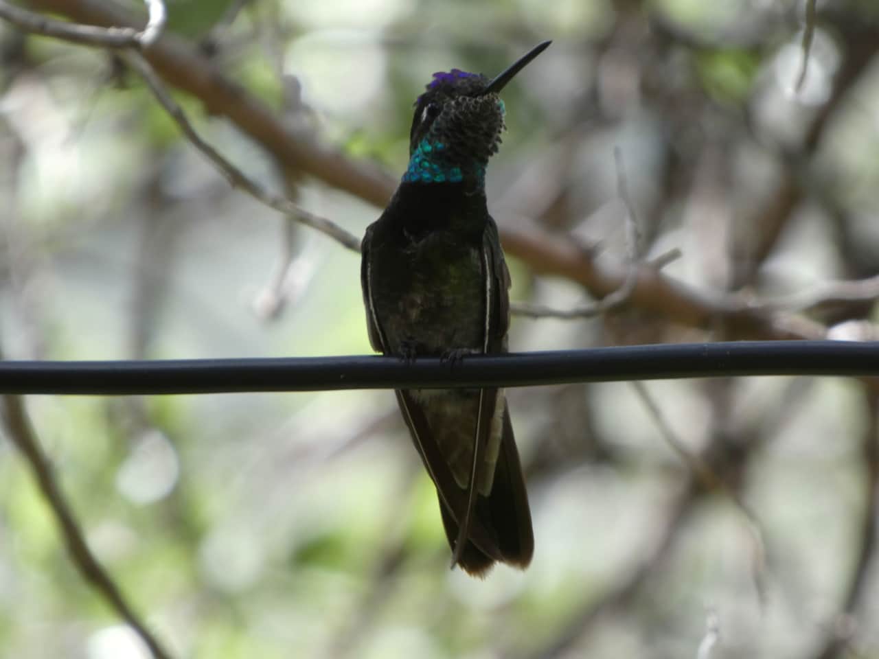 Rivoli Hummingbird