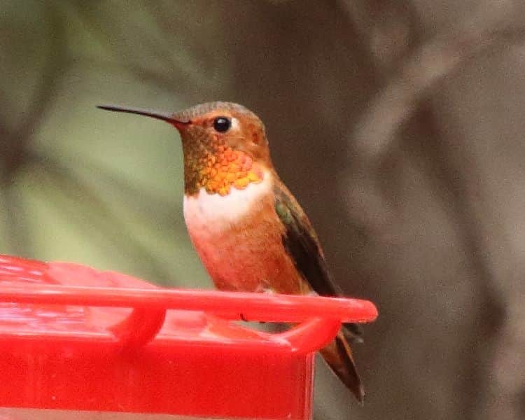 Rufous Hummingbird