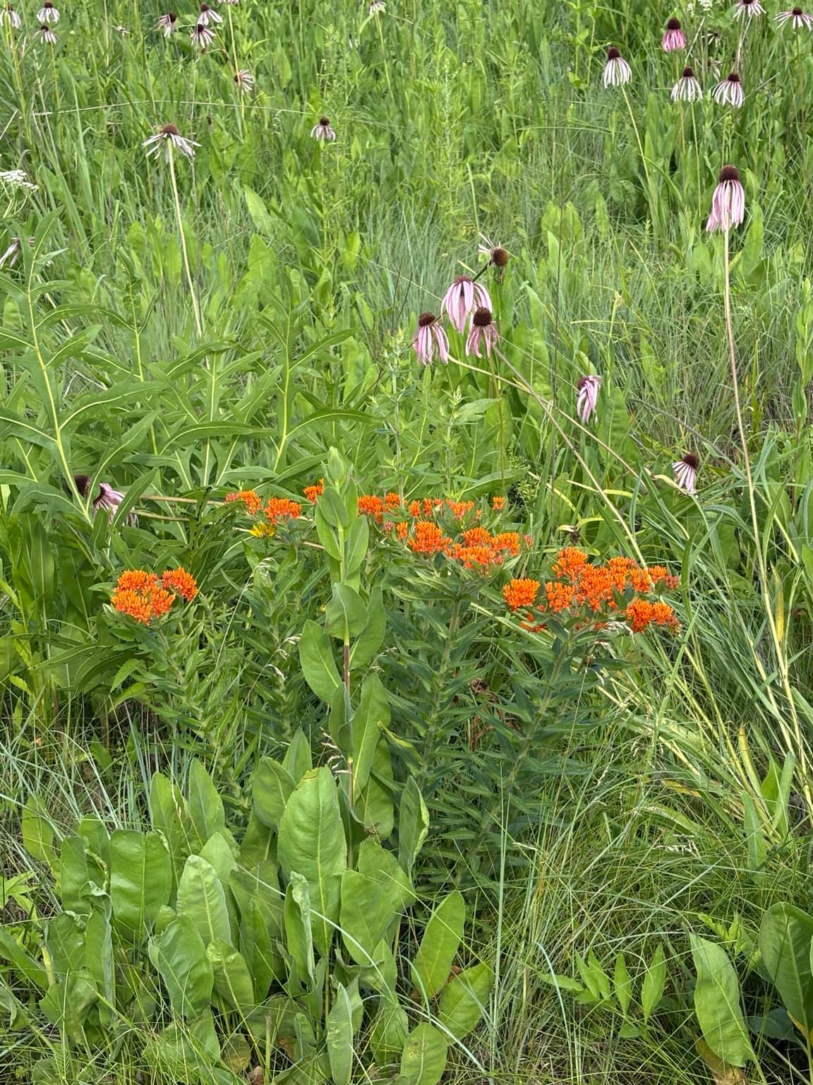 Summer in Bloom