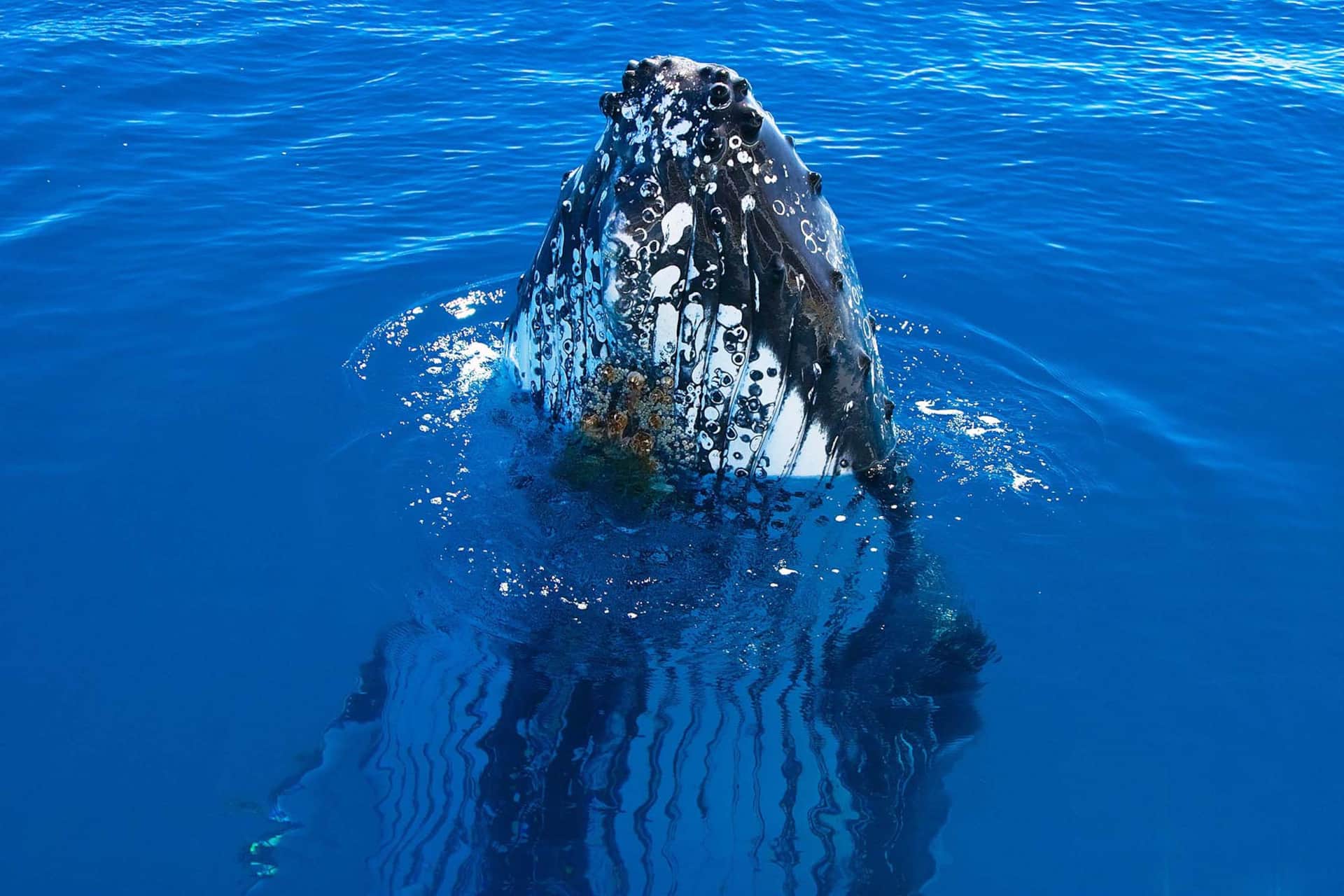 Humpback Whale close up