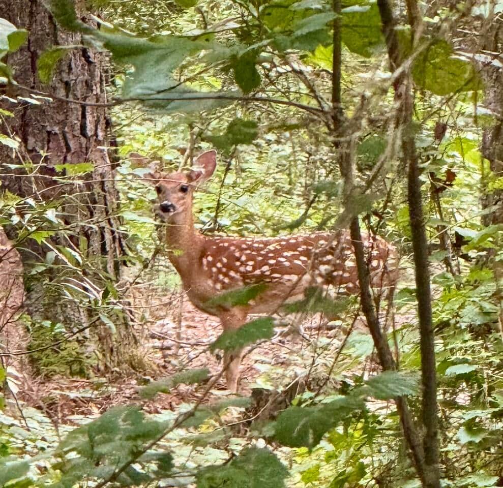 Up close and personal with this sweet baby deer
